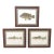 Set of 3 Original Antique Denton Framed Fish Prints C. 1900 For Sale