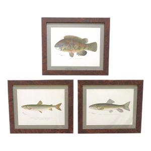 Set of 3 Original Antique Denton Framed Fish Prints C. 1900
