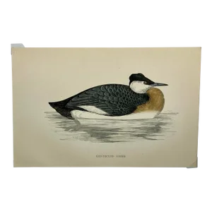 Antique Hand Colored Bird Print by Benjamin Fawcett Showcasing a Red-Necked Grebe - Circa 1888