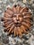 Modern Large Mid 20th Century Hand-Carved Wooden Sun Face Plaque For Sale - Image 3 of 6
