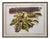 Renato Guttuso, Leaves, Print, Framed For Sale