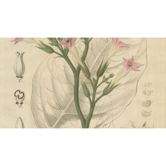 Antique Tobacco Nicotiana Tabacum Botanical Print, 1831 For Sale - Image 4 of 10