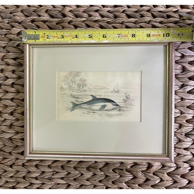 Traditional Antique 19th Century Whale/Whaling/Nautical Themed Hand Colored Partial Book Plate/Engraving in Contemporary SilverLeaf Style Frame Option#4 Delphinus For Sale - Image 3 of 7