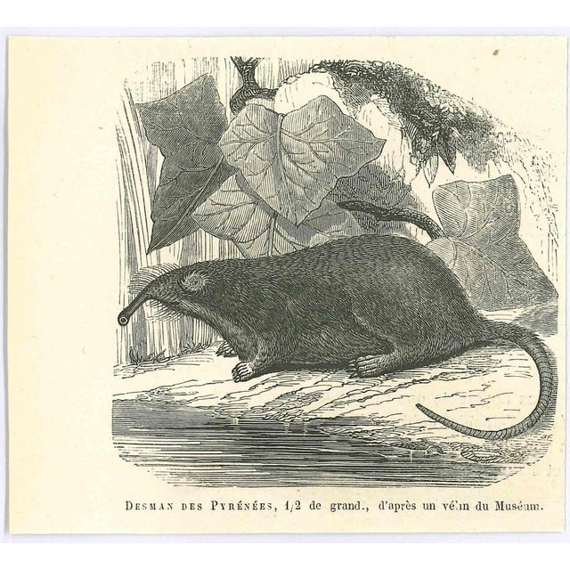 Desman is an original lithograph on ivory-colored paper, realized by Paul Gervais (1816-1879). The artwork is from The...