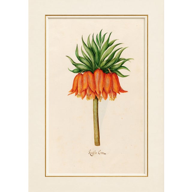 Not Yet Made - Made To Order Atelier Aria Lumae Magdalena Rosina Funck Style Botanical Miniature Passe Partout Prints Complete 30 Piece Set A4 For Sale - Image 5 of 18
