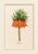 Not Yet Made - Made To Order Atelier Aria Lumae Magdalena Rosina Funck Style Botanical Miniature Passe Partout Prints Complete 30 Piece Set A4 For Sale - Image 5 of 18