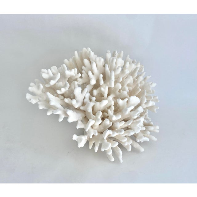 Extraordinary Natural Pacific Elkhorn Coral Specimen For Sale - Image 4 of 9