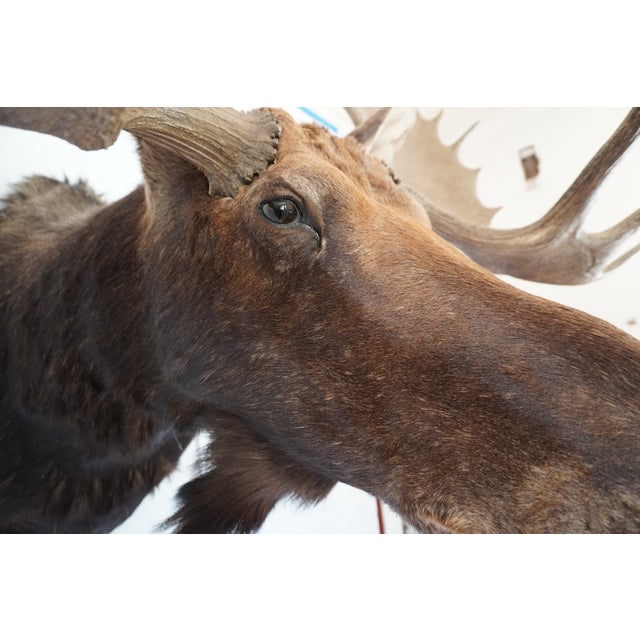 Moose Head Bust Mount For Sale - Image 13 of 18