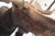Moose Head Bust Mount For Sale - Image 13 of 18