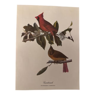 Northern Cardinal – Vintage Audubon-Style Bird Print For Sale