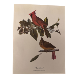 Northern Cardinal – Vintage Audubon-Style Bird Print