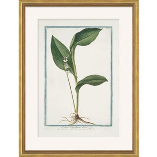 Hortus Romanus 1772-1793 XXIV Framed Art Print For Sale