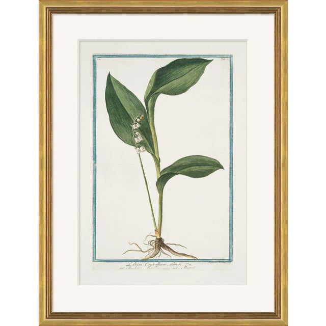 Hortus Romanus 1772-1793 XXIV Framed Art Print For Sale