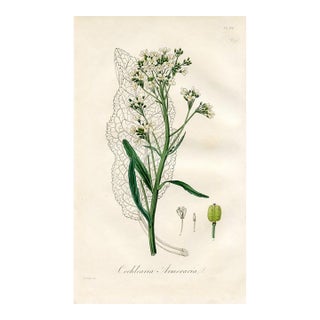 1836, Horseradish Botanical Print, Medical Botany, Original Antique Botanical Engraving, England For Sale