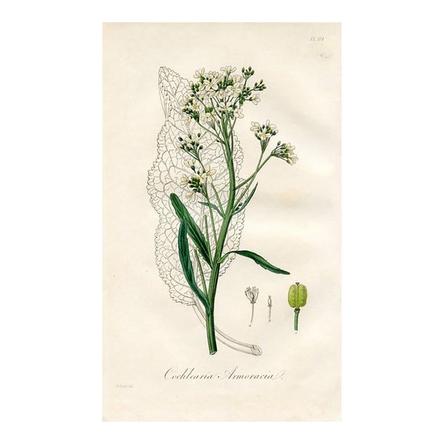 1836, Horseradish Botanical Print, Medical Botany, Original Antique Botanical Engraving, England For Sale