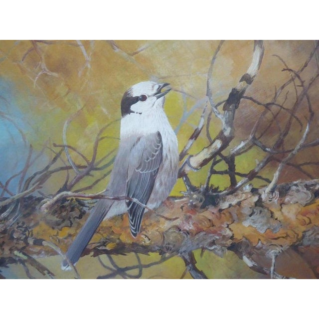 Michael Woodcock, Grey Jay, Wildlife Study, 1980s, Watercolour For Sale - Image 13 of 14