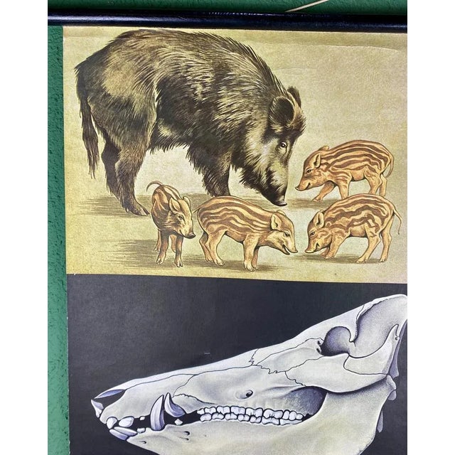 Jabali and Pork Poster, 1968 For Sale - Image 4 of 12
