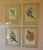 Printmaking Materials John Gould Hand-Colored Lithograph, Earl of Derby’s Parakeet For Sale - Image 7 of 7