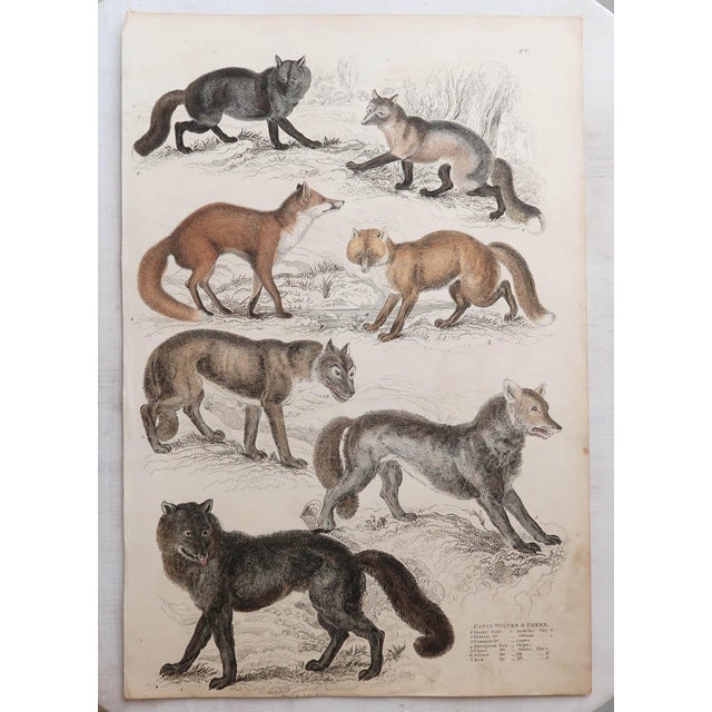 After Cpt. Brown, Big Cat Illustrations, 1835, Prints, Set of 12 For Sale - Image 6 of 14