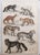 After Cpt. Brown, Big Cat Illustrations, 1835, Prints, Set of 12 For Sale - Image 6 of 14
