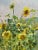 2000 - 2009 Georgij Moroz, Summer Sunflower in Ukraine, Oil Painting, 2004 For Sale - Image 5 of 7