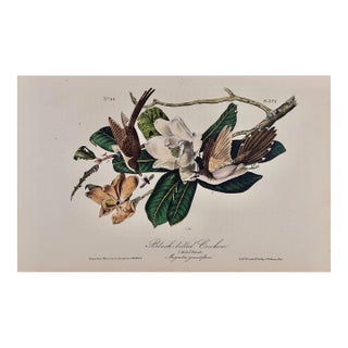 Audubon Black-Billed Cuckoo: An Original 1st Ed. Audubon Hand-Colored Bird Lithograph, 1840 For Sale