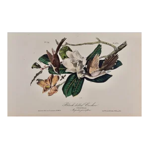 Audubon Black-Billed Cuckoo: An Original 1st Ed. Audubon Hand-Colored Bird Lithograph, 1840