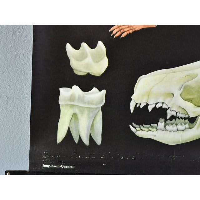 1970s Wall Chart of the Hedgehog by Jung Koch Quentell, 1970s For Sale - Image 5 of 8