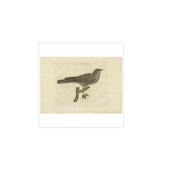 Antique print titled 'cuculus rufus'. The common cuckoo (cuculus canorus) is a member of the cuckoo order of birds,...