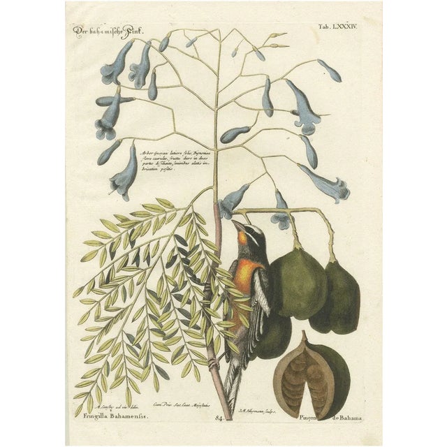 J.M. Seligmann, Bahama Finch, Hand-Colored Engraving, 18th Century For Sale