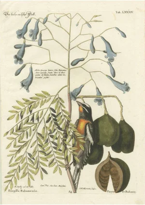J.M. Seligmann, Bahama Finch, Hand-Colored Engraving, 18th Century