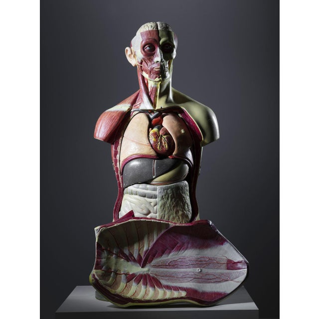 Paint Anatomical Torso Model, East Germany, 1950s For Sale - Image 7 of 9