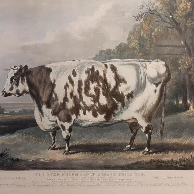The Everingham Short Horned Prize Cow, 1843, Print, Framed For Sale - Image 3 of 5