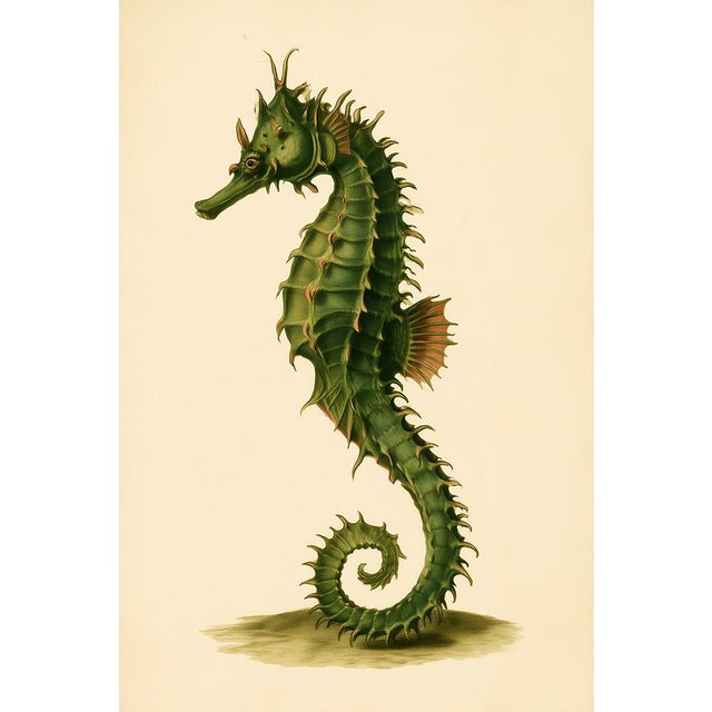 Set of 24 — Natural History Cabinet of Curiosities | 19th-Century Natural History Plates | Vintage Scientific Illustration | Gallery Wall Collection For Sale - Image 14 of 18