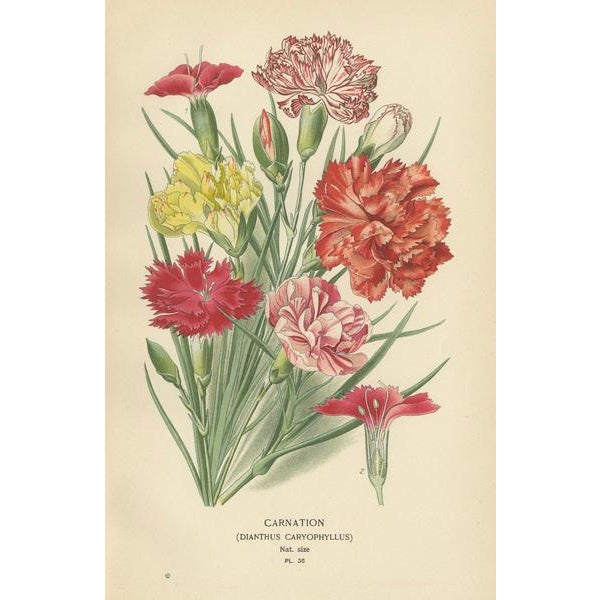 Edward Step, Triptych of Garden Elegance, 1896, Paper, Set of 3 For Sale - Image 4 of 6