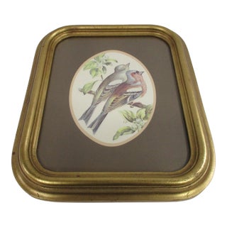 Vintage Bird Print in Gilded Frame For Sale
