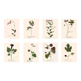 Antique Botanical Set in Oxblood - Set of 8 11" X 14" For Sale