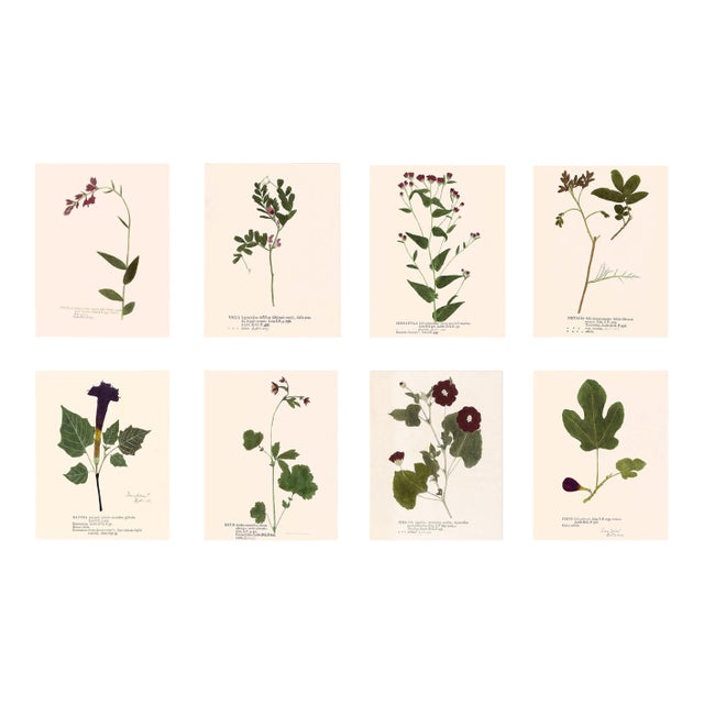 Antique Botanical Set in Oxblood - Set of 8 11" X 14" For Sale