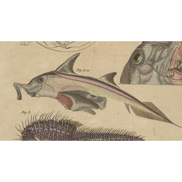 Copper Bertuch, Seahorse, Frilled Shark & Curious Fish, 1821, Engraving For Sale - Image 8 of 9