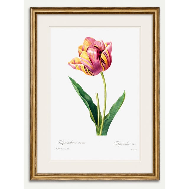 Paper Tulip by Pierre-Joseph Redouté, Vintage Botanical Art Print, 24" X 32" For Sale - Image 7 of 10