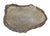 Petrified Coral Bowl by Xyleia Petrified Wood For Sale - Image 6 of 7