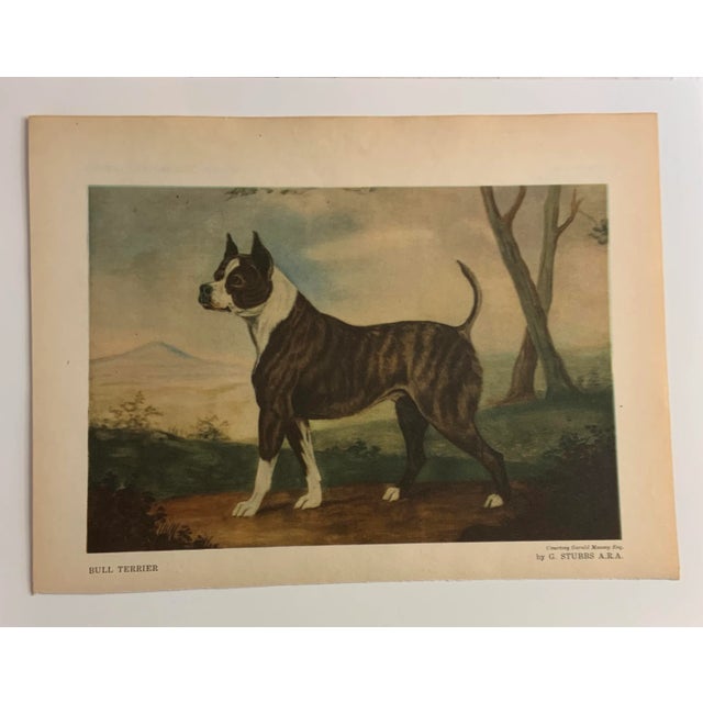 Mid-Century Modern 1948 Book Plate Print of a Bull Terrier Dog For Sale - Image 3 of 7