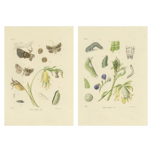 Copper Sepp & Brants, Dutch Plusia Moneta Moths, 1908, Paper, Set of 2 For Sale - Image 8 of 9