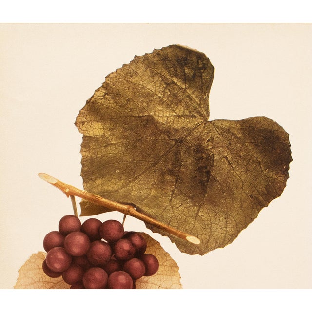 Farmhouse 1900s U. P. Hedrick, Original Antique Photogravure of Woodruff Grapes For Sale - Image 3 of 7