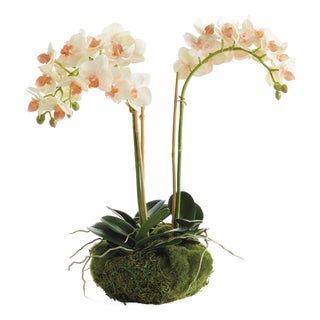 Phalaenopsis 16" Mini Garden Drop-In For Sale