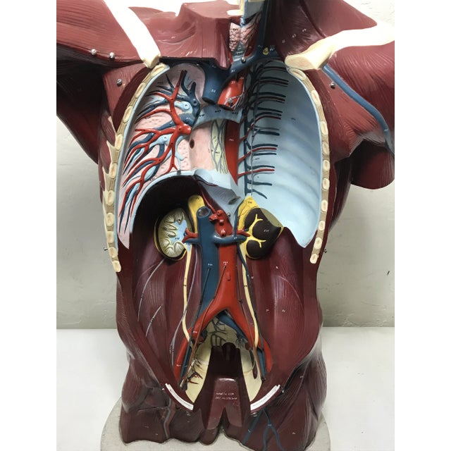 Mid-Century Modern Nystrom Mid-Century Anatomical "Life Like" Medical Model of the Male Torso For Sale - Image 3 of 11