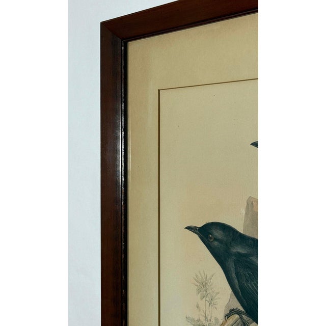 Late 19th Century Original 19th Century John Gould & Henry Richter Hand-Colored Lithograph - Amydrus Tristrami For Sale - Image 5 of 10