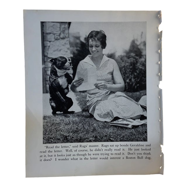 1933 Dog Book Illustration Boston Bull Dog Print For Sale