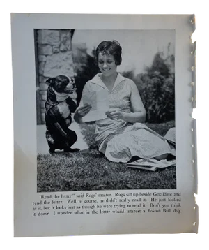 1933 Dog Book Illustration Boston Bull Dog Print