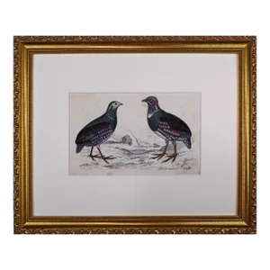 19th Century English Hand Colored Quail/Bird Engraving by Goldsmith
